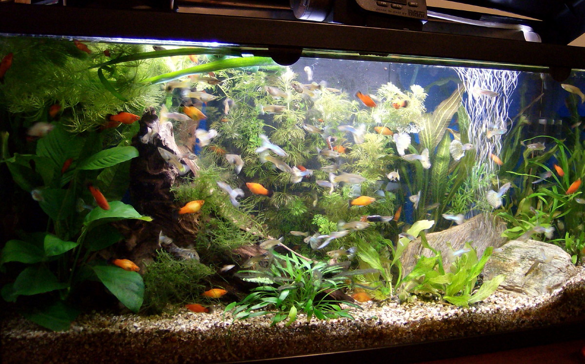 Растения для гуппи. Растения для гуппи. Укрытия для гуппи. Аквариум с гупешками. Растения аквариумные для гуппи.
