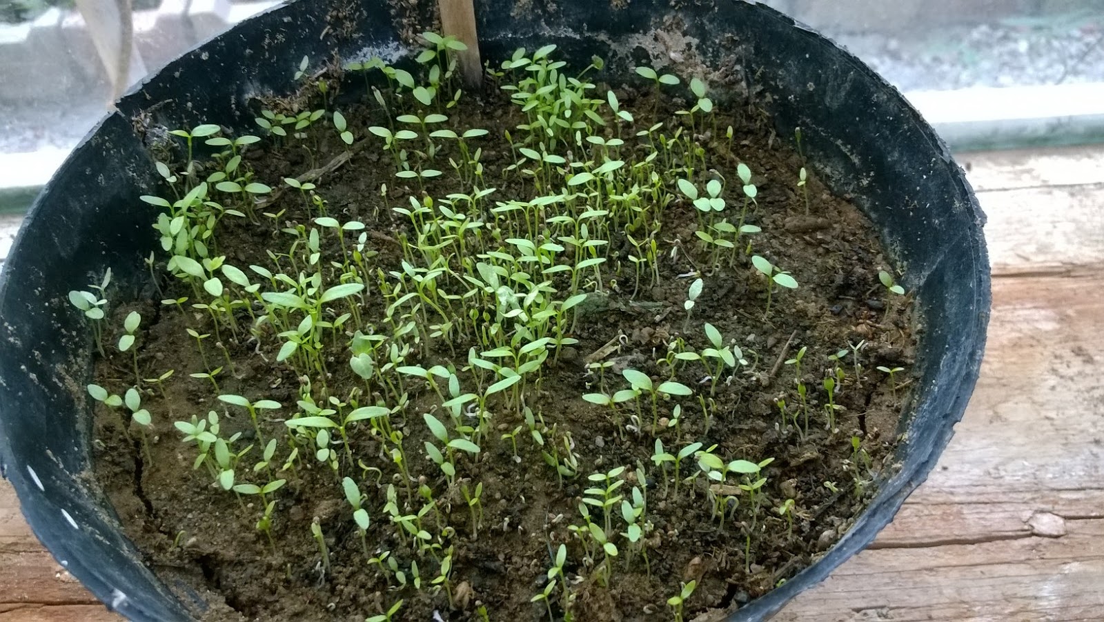 how to know when celery is ready to harvest how to know when celery is ready to harvest