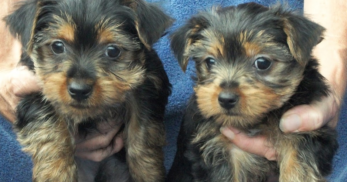 B & C Kennels Yorkies and Shorkies