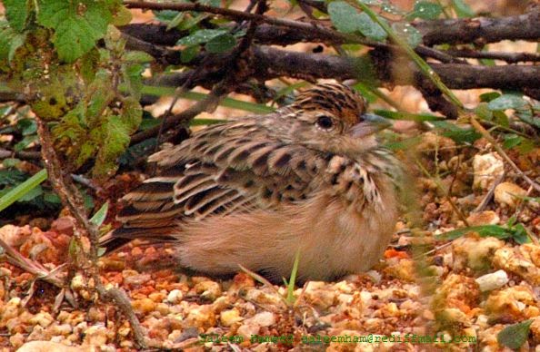 Topmarkotop Kiat Menangkar Burung Branjangan