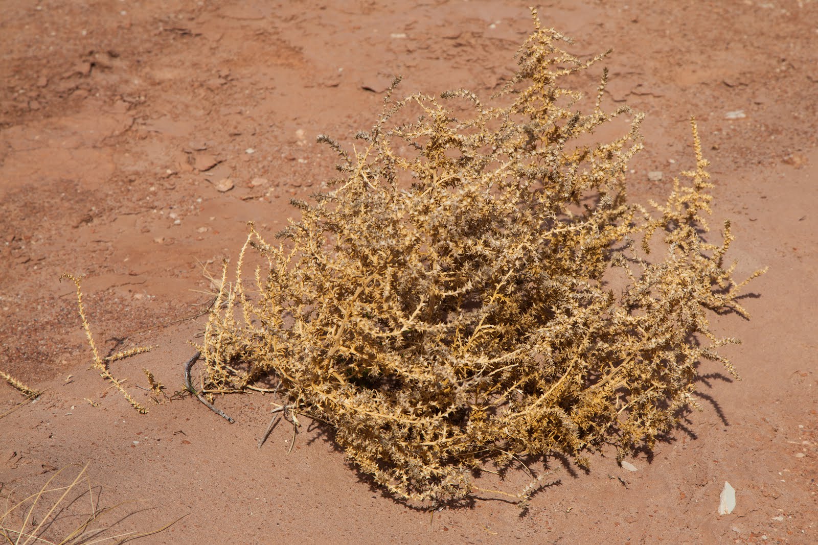Walking Arizona Tumbleweed