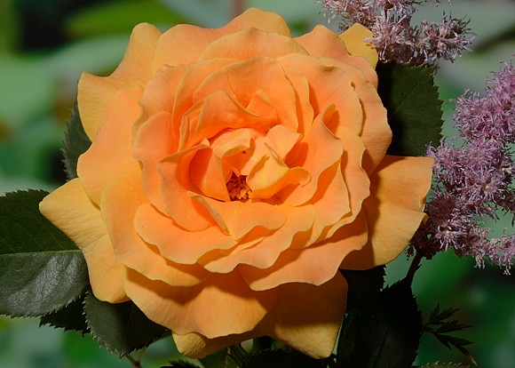 Vavoom rose сорт розы фото  