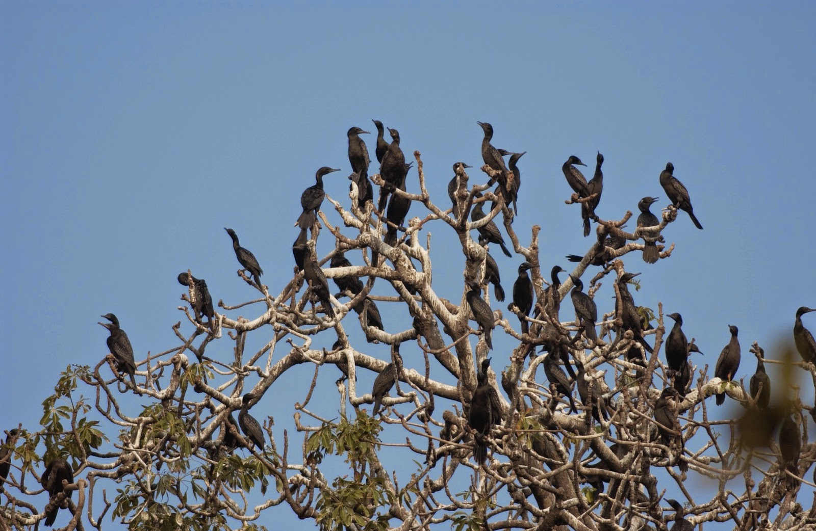 The Wildlife Of Indonesia Pecuk Padi Penyelam Handal Tukang Berisik