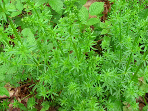 Bedstraw