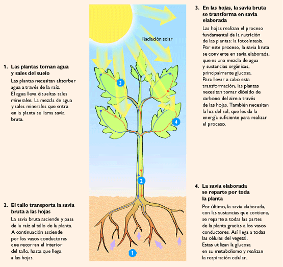El mundo de las plantas NUTRICION EN LAS PLANTAS, CIRCULACION