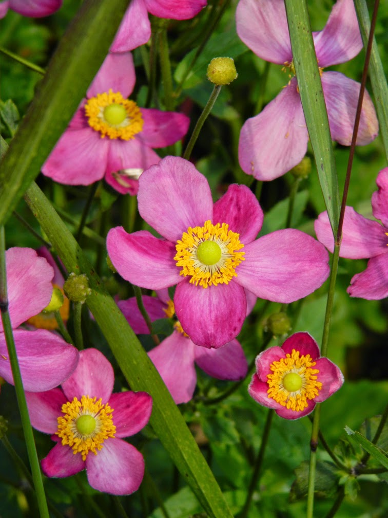 Witch Alders Fothergilla Rotary Botanical Gardens