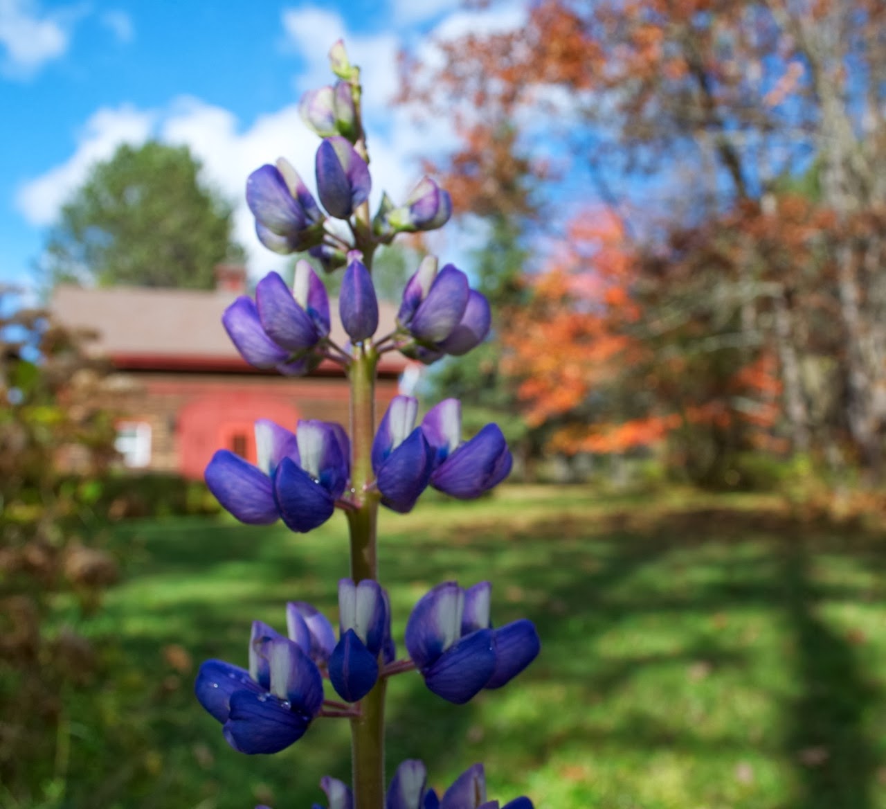 Fern Glen Inn Seasons and Reasons October Flowers