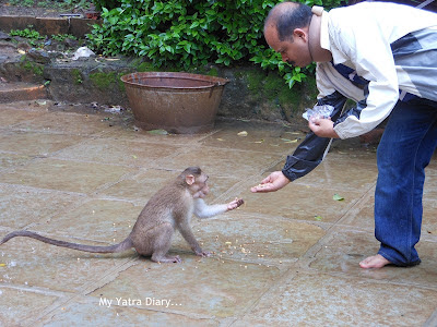 A man affectionately feeds a monkey - Tungareshwar temple in Vasai, Mumbai