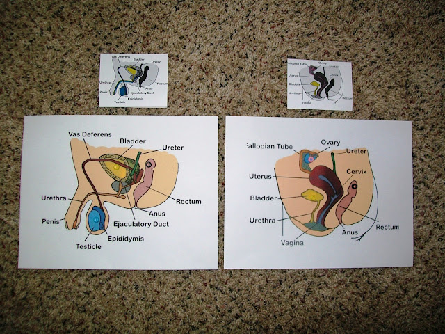 The Male & Female Reproductive Systems