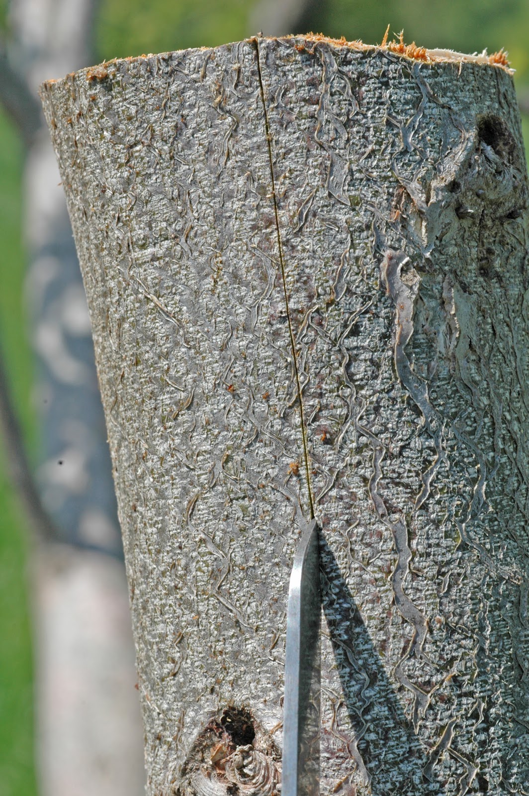 Northern Pecans Top working with a bark graft