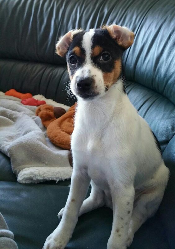 Cute Overload Top 5 Most Affectionate Dog Breeds