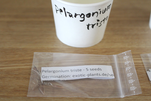 たにことたにく 塊根植物 ペラルゴニウム・トリステ Pelargonium triste コーデックス 実生  種まきの画像