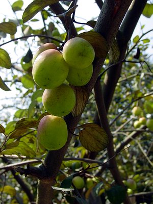 Different fruits of Bangladesh: MAJOR FRUITS