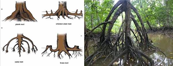 Fungsi Akar Mangrove Ubi Wortel Pohon Beringin