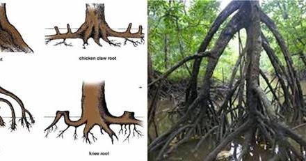 Untuk yang bakau memiliki berfungsi tumbuhan akar napas 6 Jenis