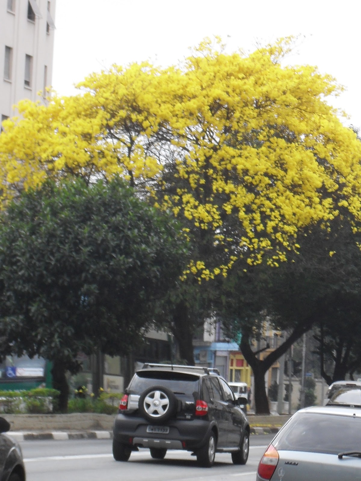 Sabores do Mato - Panc's e plantas medicinais: FLORES COMESTÍVEIS: IPÊ  AMARELO, pau-d'arco-amarelo, Handroanthus chrysotrichus
