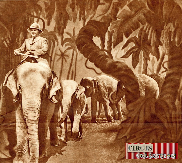 Rolf Knie senior avec ses éléphant dans une jungle dessinée 