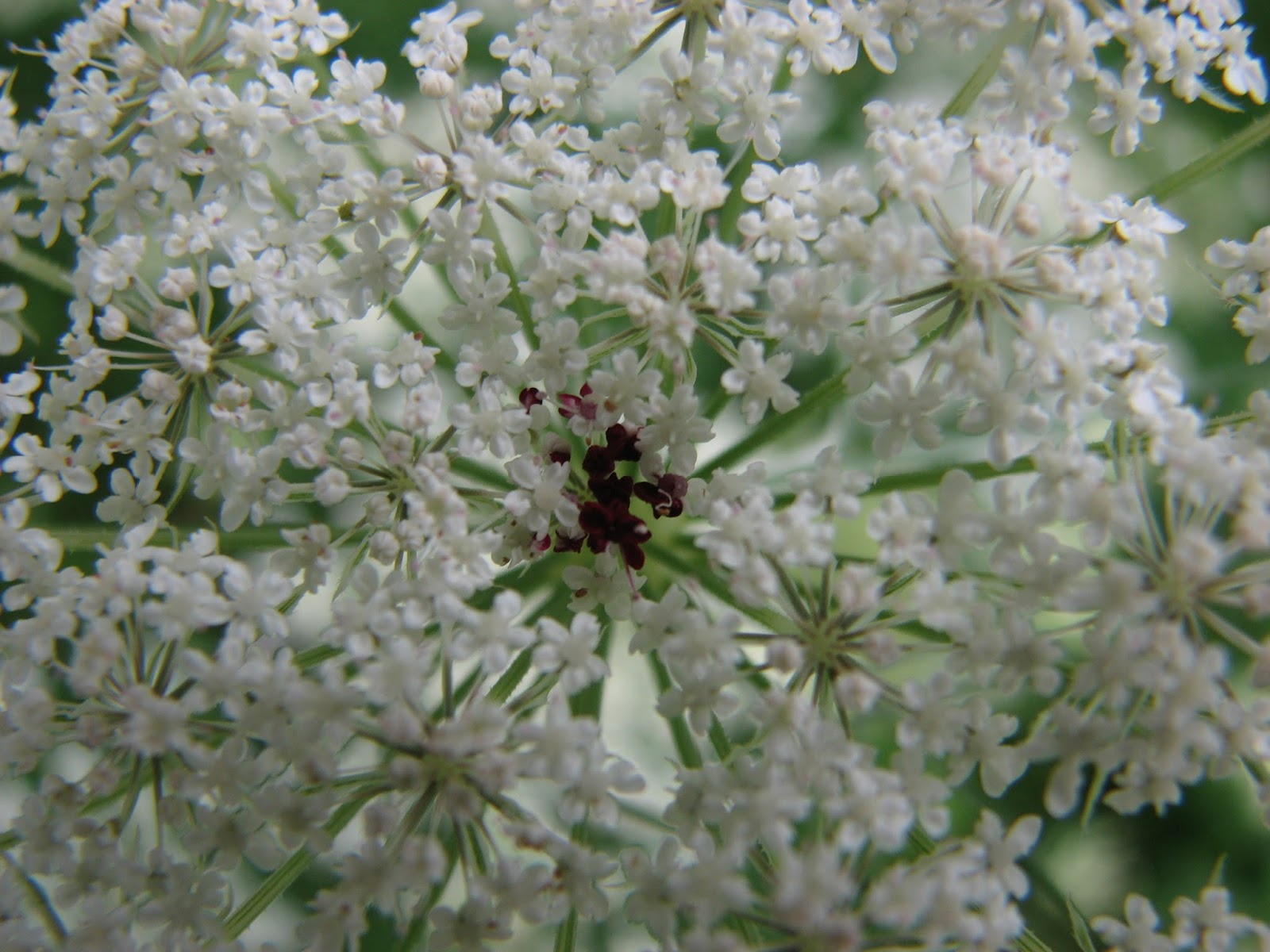 South Burlington, VT flowersAugust Litter with a Story To Tell