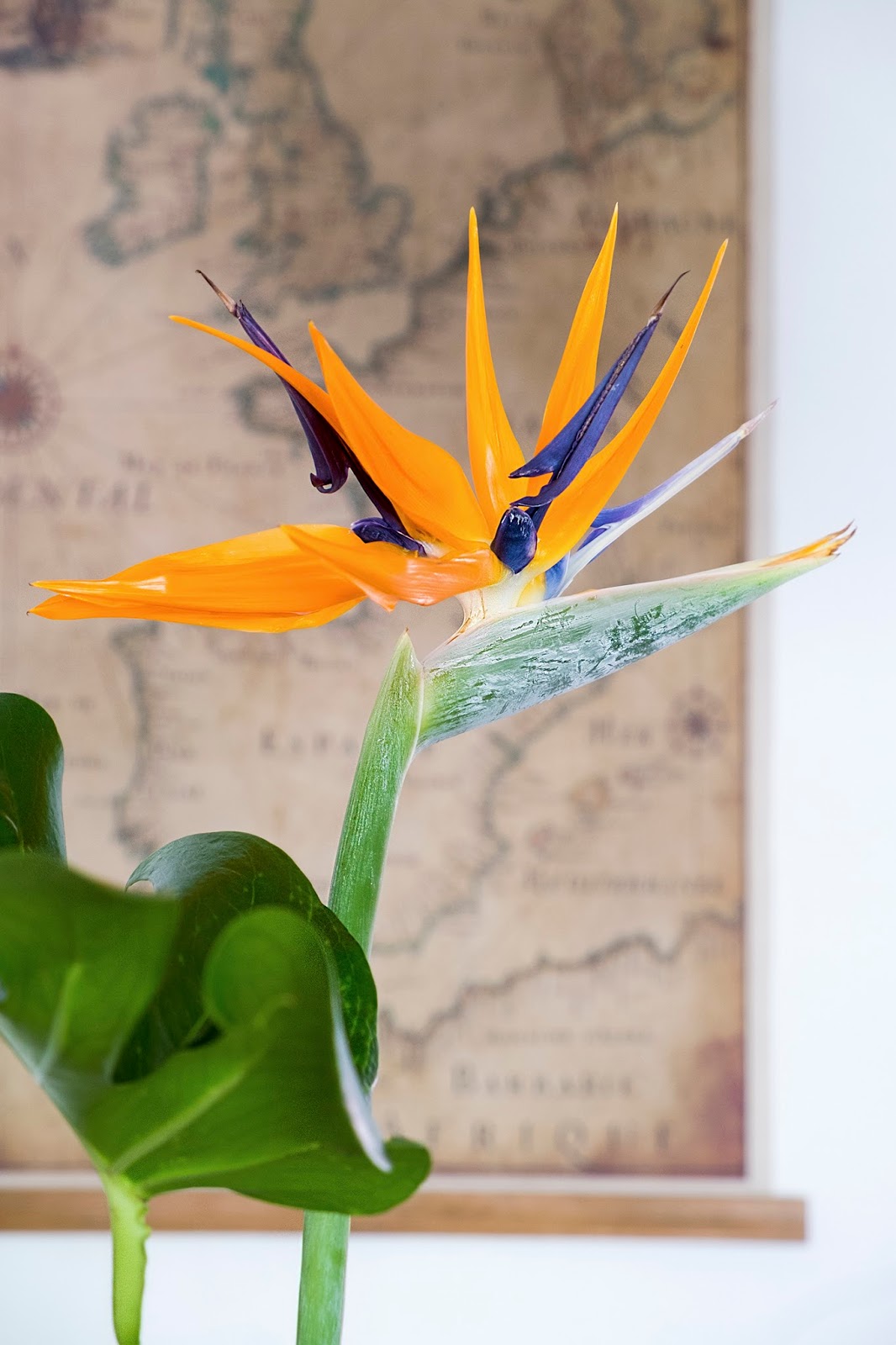 Strelitzia-Paradijs vogel bloem