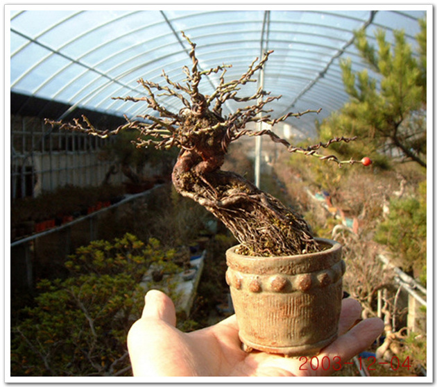 nature on my hand Wild Rose