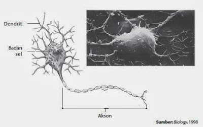 Struktur sel saraf (neuron) Struktur sel saraf (neuron)