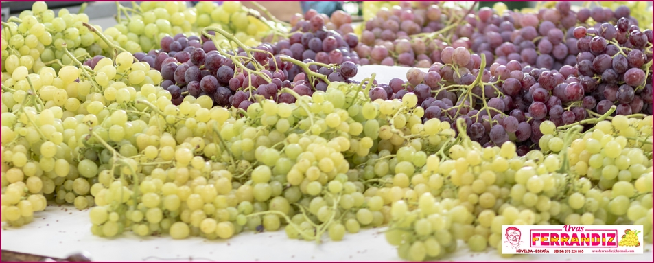 Uvas Ferrandiz: Temporada de vendimia 2018 - Red Globe y Moscatel (las