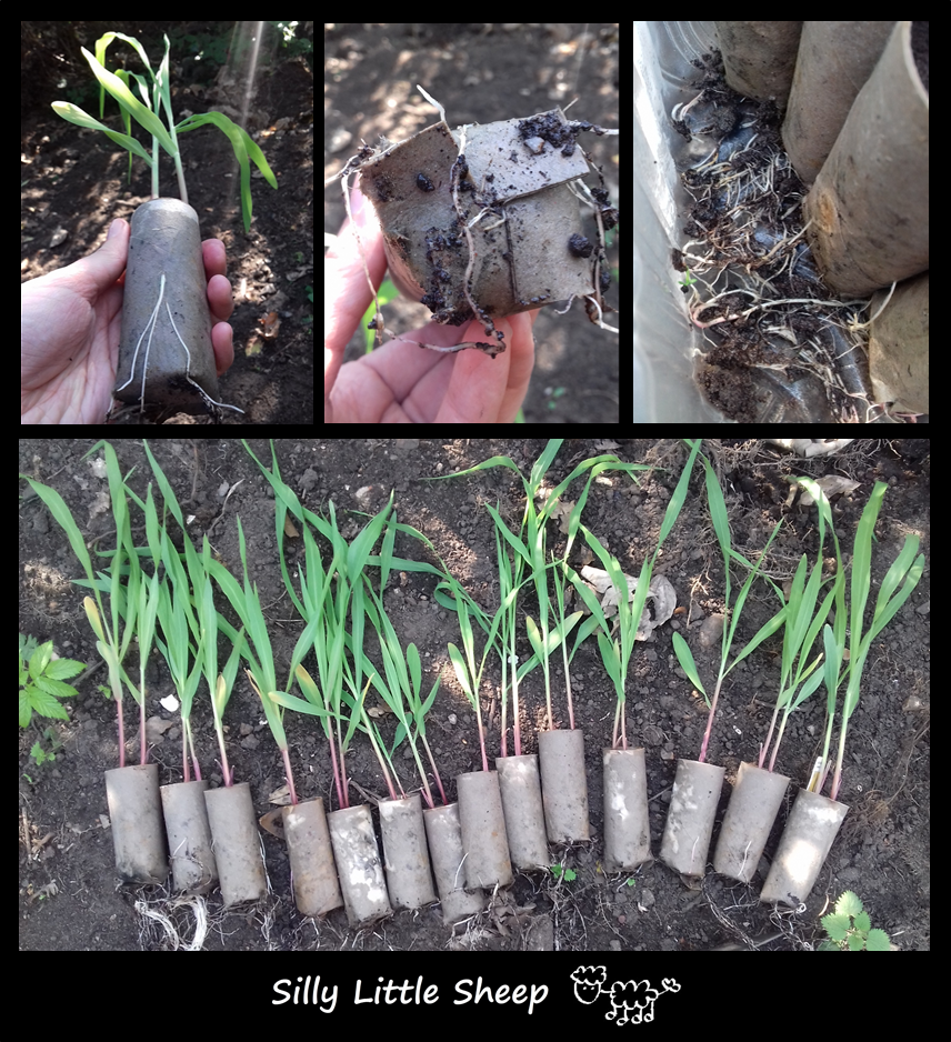 Silly Little Sheep's Blog Growing Seedlings in Toilet Paper Rolls