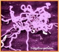 Bakteri penyebab penyakit sipilis
