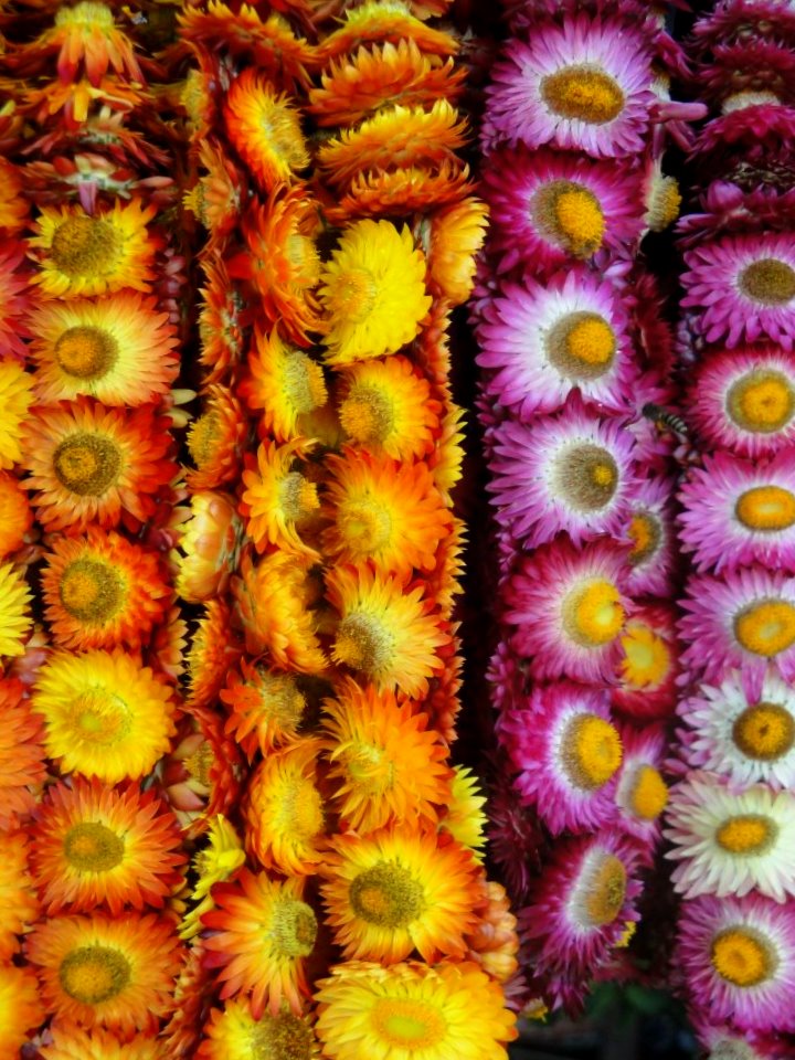 Bulaklak Decor: Everlasting Flower