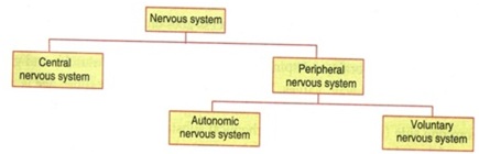 Parts of Nervous System - मनुष्यों में नियंत्रण और समन्वय