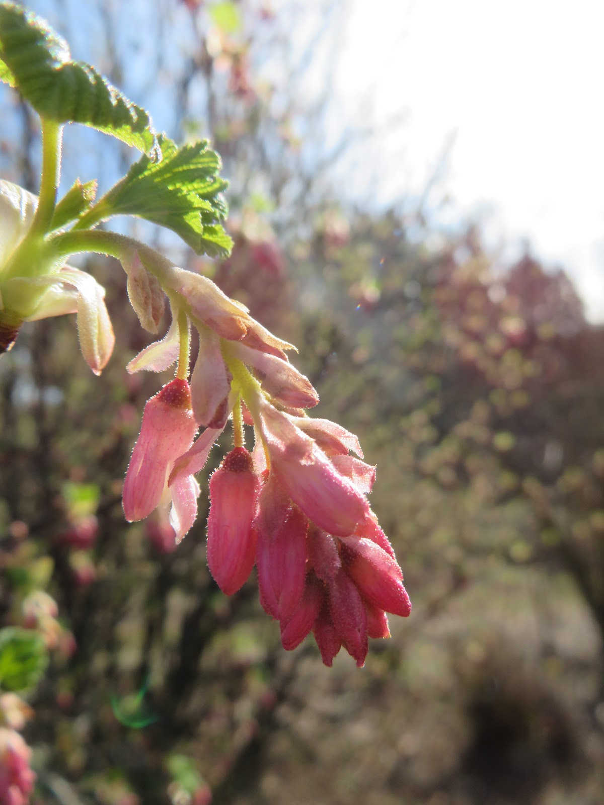 February Blooms On The Country Mouse Ridge