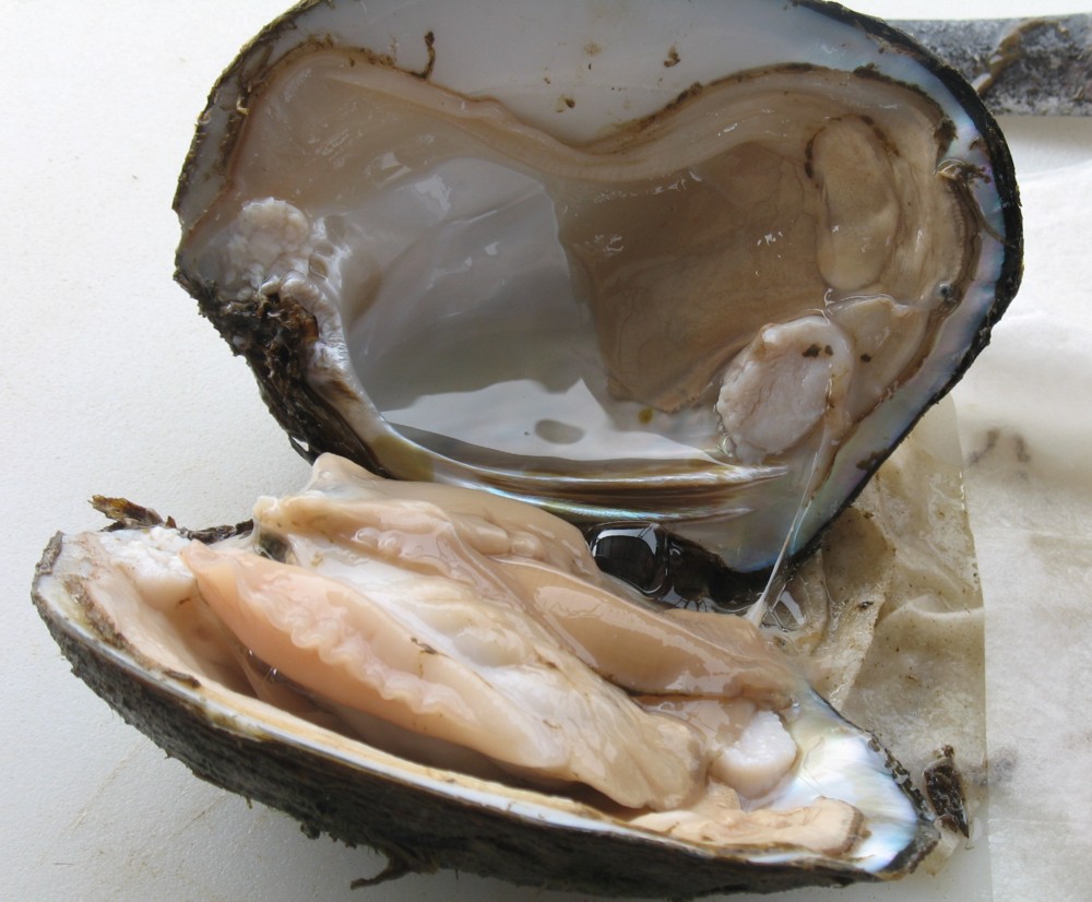 pearl6.JPG