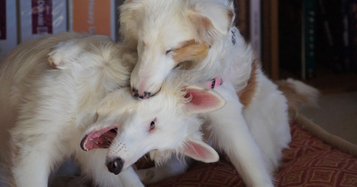White Dog Blog Teaching Deaf (and Blind) Dogs to Use Their Mouths Gently