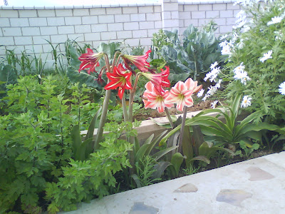 Faenas de la Huerta: Flores en el huerto ¿Para qué?