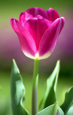 wirausaha Bunga  Tulip 
