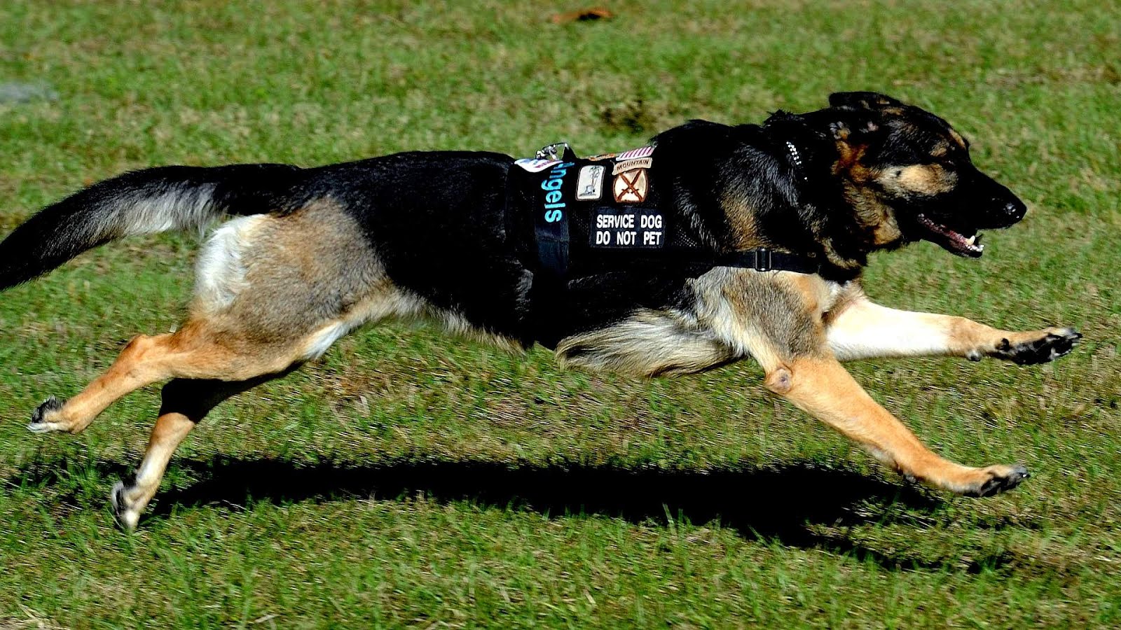 German Shepherd Service Dogs - German Choices