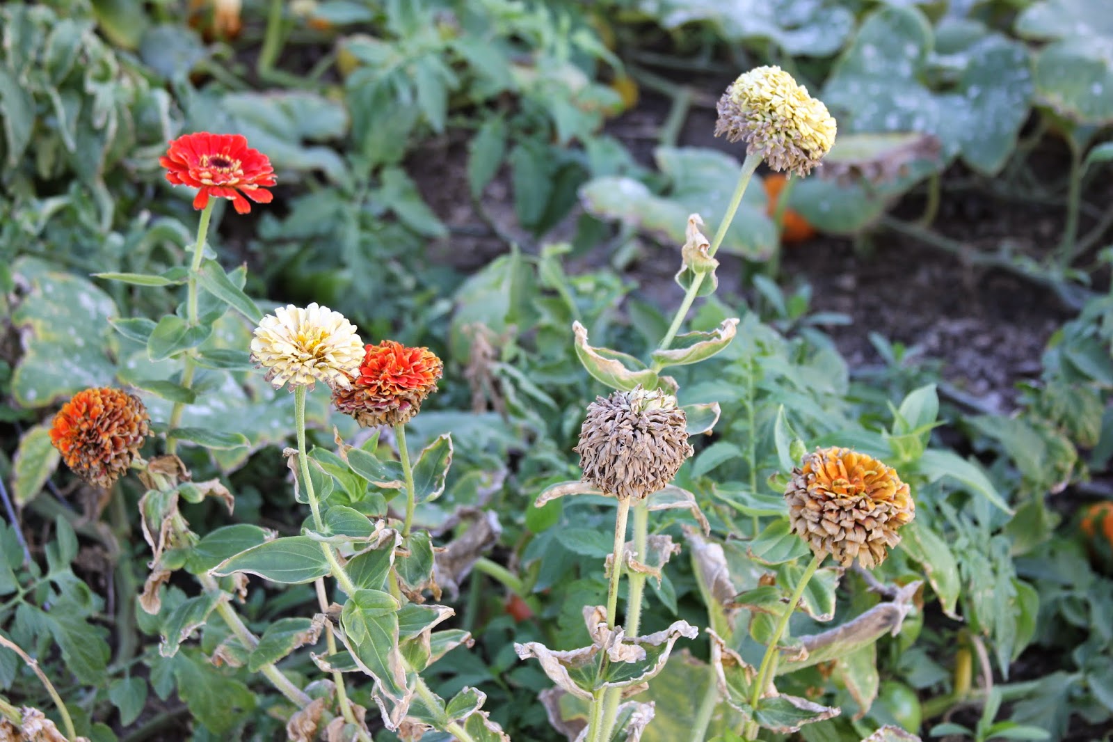 Time of Our Lives Gathering Zinnia Seeds