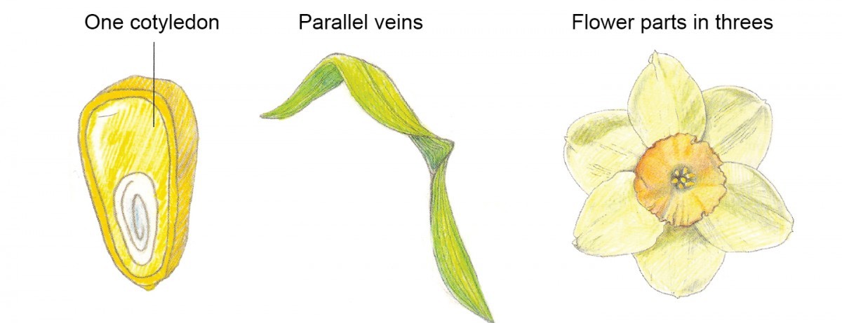 Effective And Creative Lesson Plans For Teachers By Teacher Lesson Plan Of Characteristics Of Monocot And Dicot Plantsgeneral Science Grade V