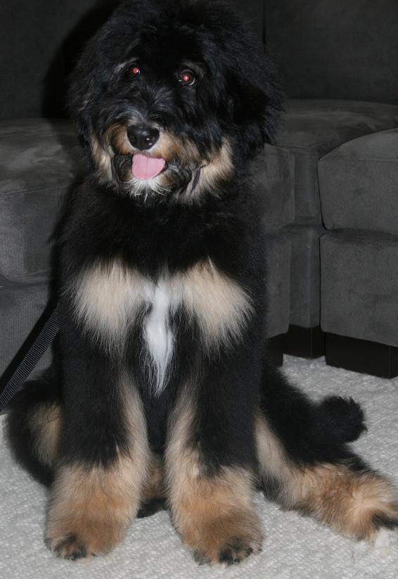 Extreme Dog Breeds Bernedoodle (Bernese / Poodle Hybrid)