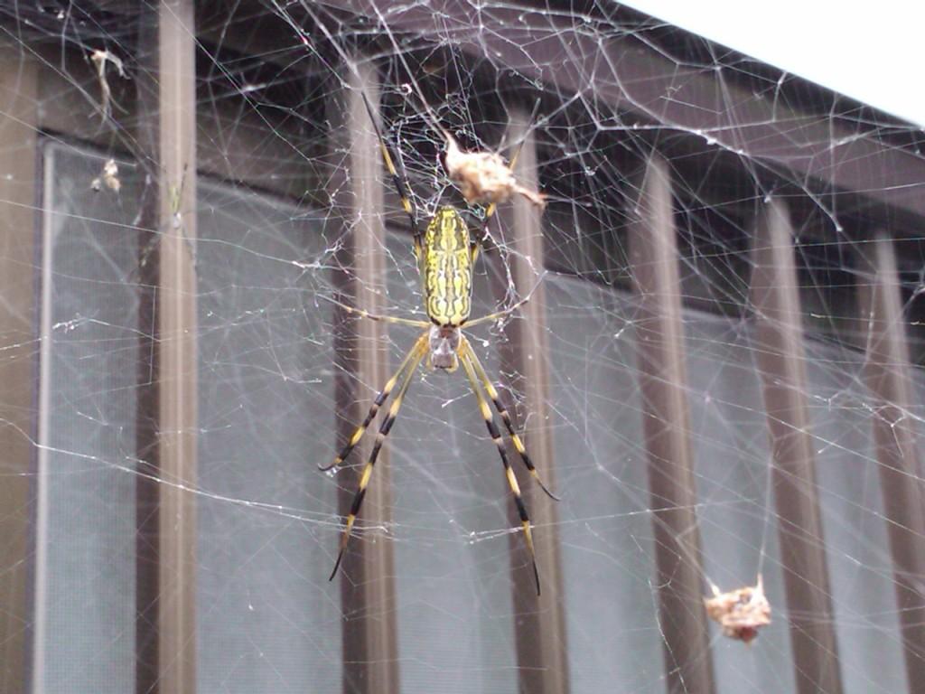 I See Japan...from L.A. Japanese Spiders