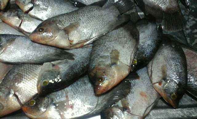 6 JENIS BUDIDAYA IKAN AIR TAWAR PALING POPULER DI