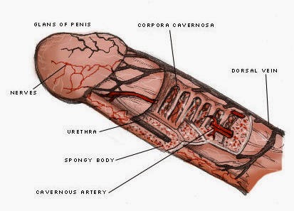 Cazul extraordinar al fetițelor cărora le crește un penis la pubertate