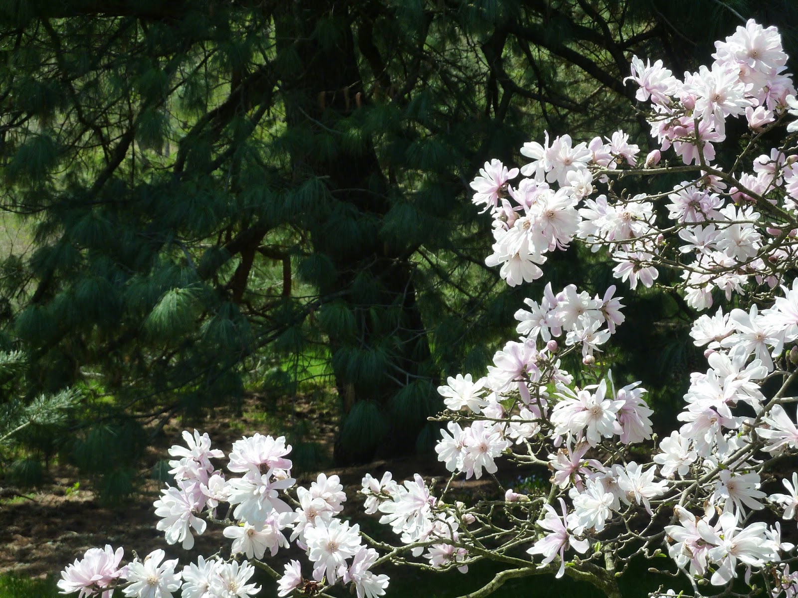 Morris Arboretum 3 Shade Trees for Small Spaces