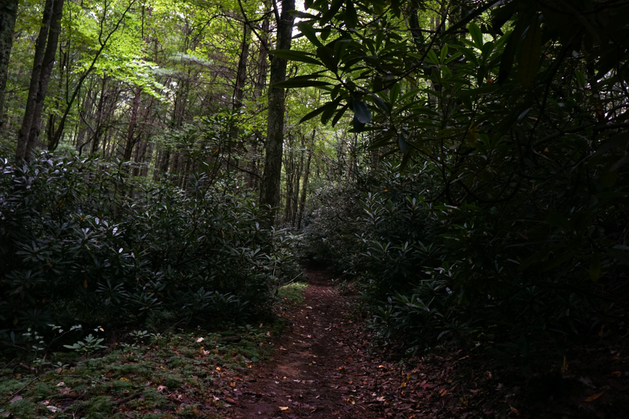 Rhododendron lined trail