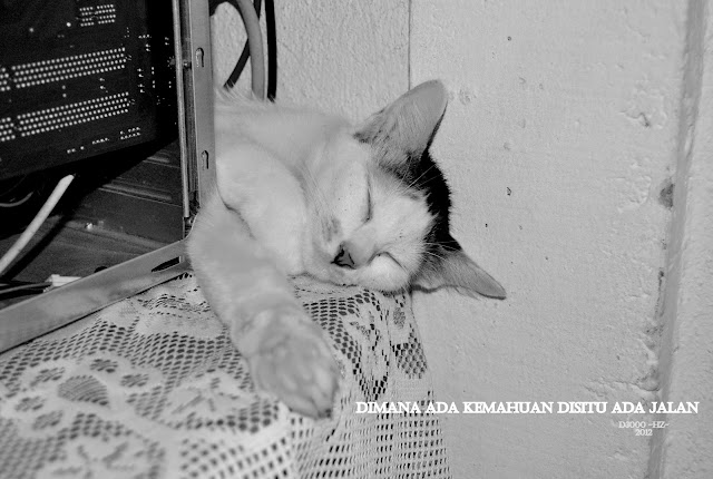 36+ Baru Gambar Kucing Ganas