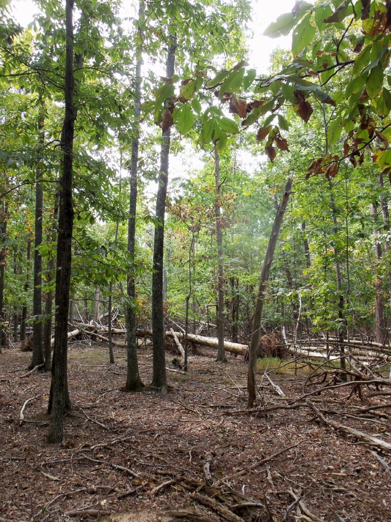 Orange explains it all Stuart's Signal Hill trail part two
