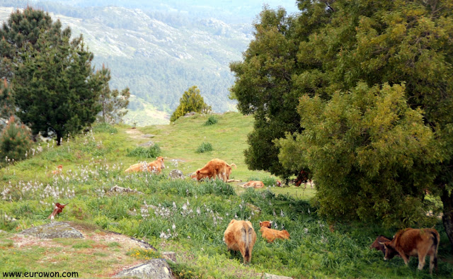 Vacas pastando en un monte de Vigo