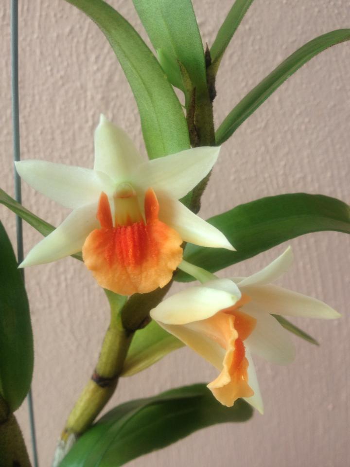 Lee's Orchid Dendrobium Frosty Dawn