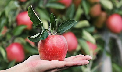[Health Tips] 15 Benefits of Eating Apples ~ सेब खाने के 15 फायदे 