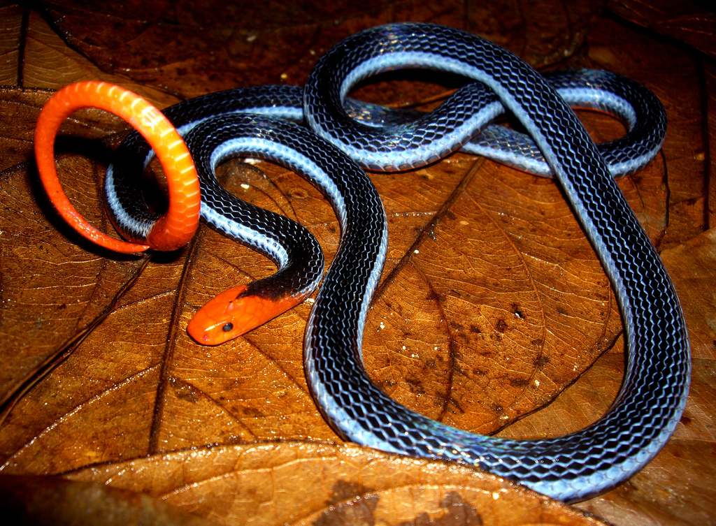 Змея аспидов 5. Двухполосая желёзистая змея. Аспид змея ядовитая. Красноголовый Крайт. Голубой Аспид змея.